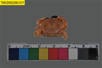 藏品(肉球皺蟹)的圖片